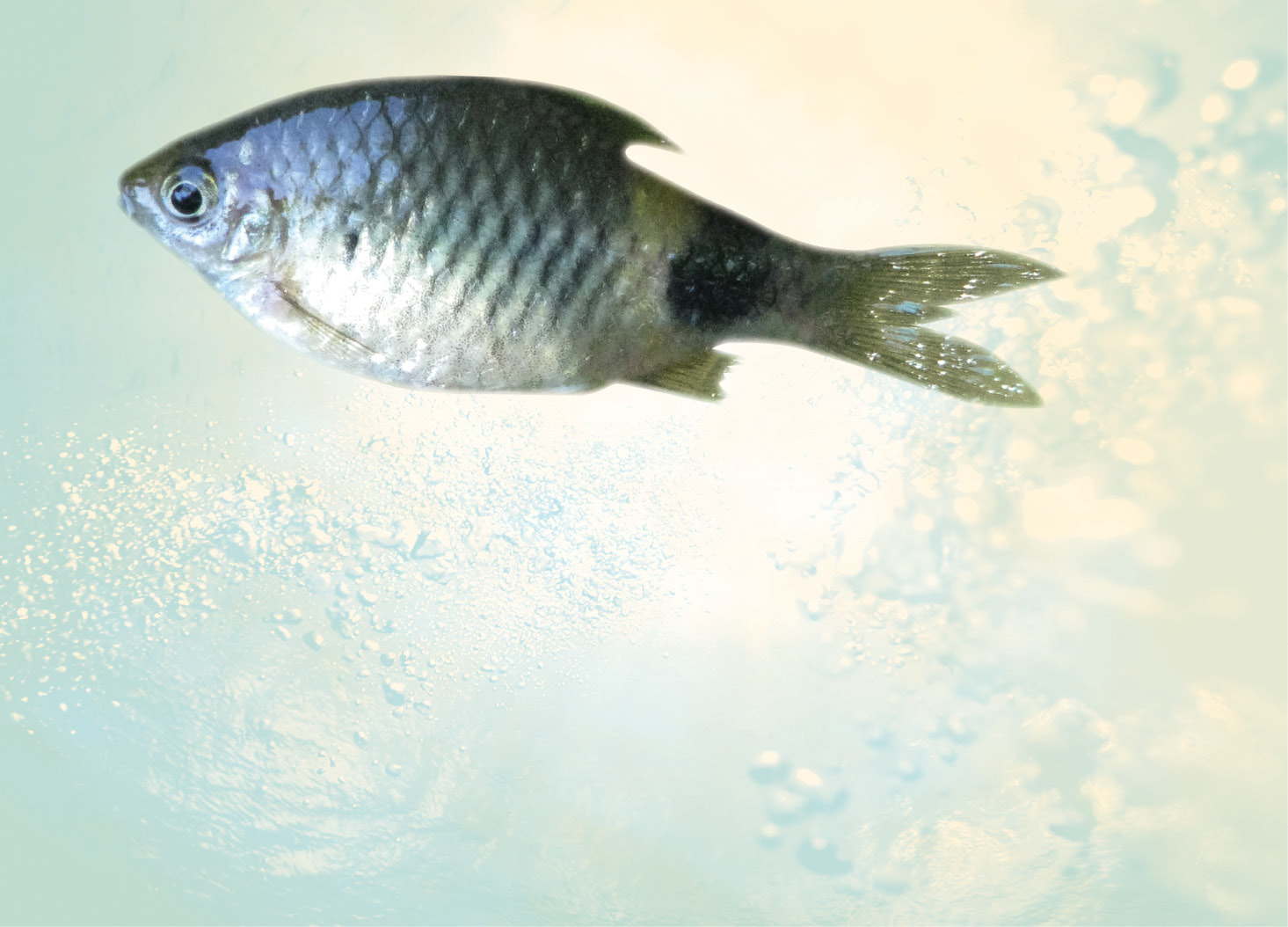 Pethia Striata: Western Ghat’s Newly Discovered Member
